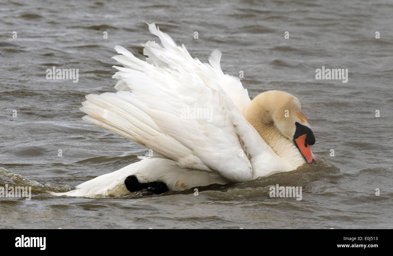 A male mute swan (Cygnus olor) or cob aggressively displays by puffing up its feathers and speeding round its territory. Stock Photo