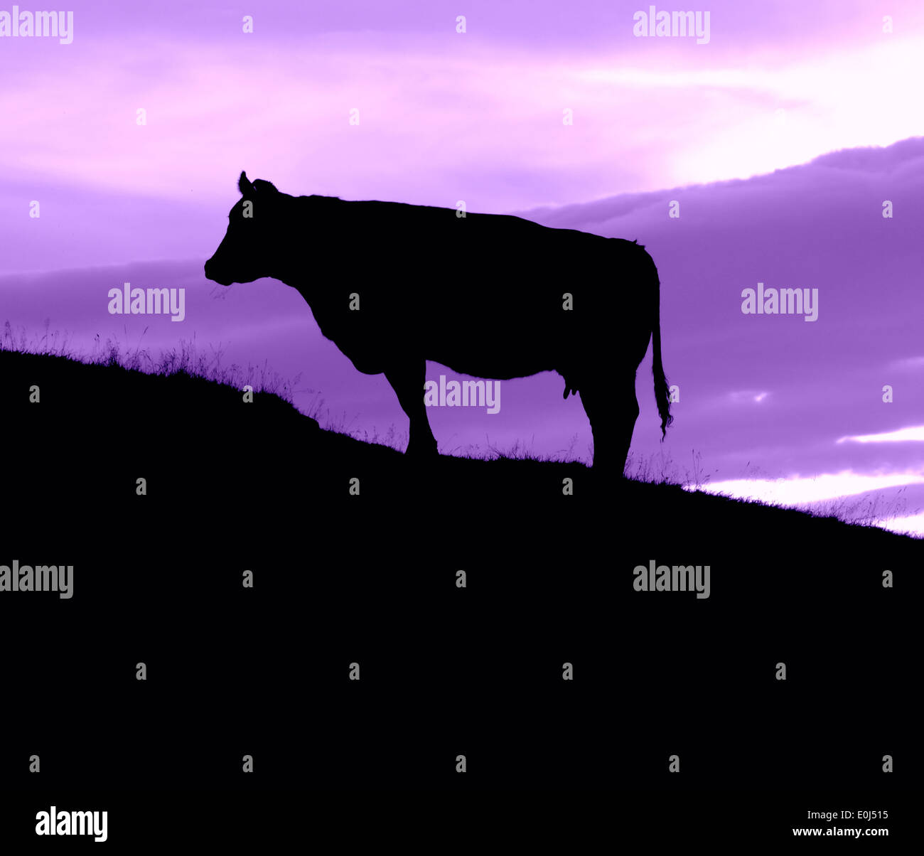 Purple Cow Stock Photo