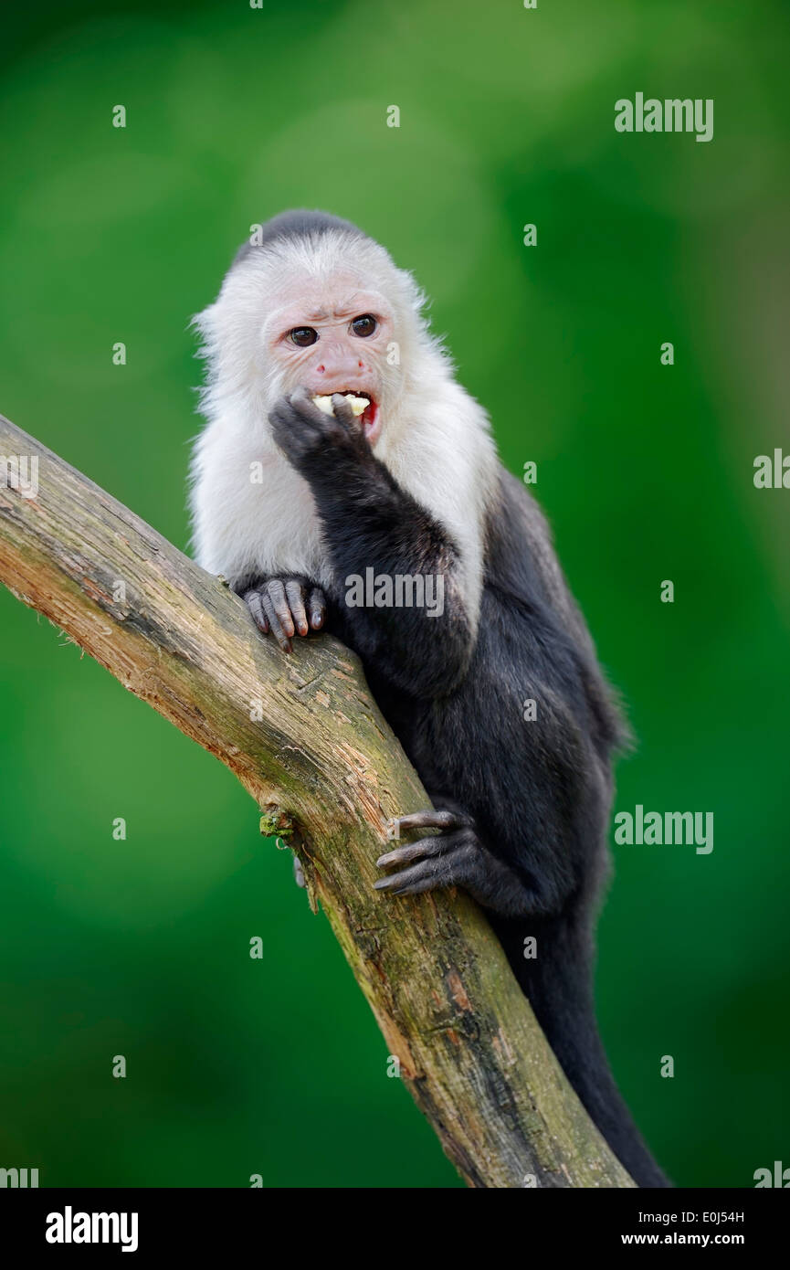 White-faced Capuchin, White-throated Capuchin or White-headed Capuchin (Cebus capucinus) Stock Photo