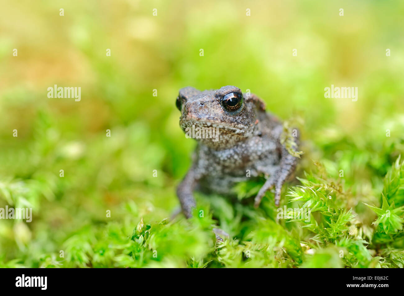 Common Toad (Bufo bufo), juvenile, North Rhine-Westphalia, Germany Stock Photo