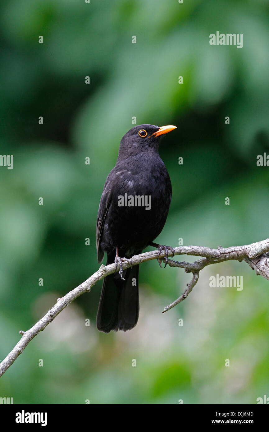 Male Blackbird in garden setting Stock Photo