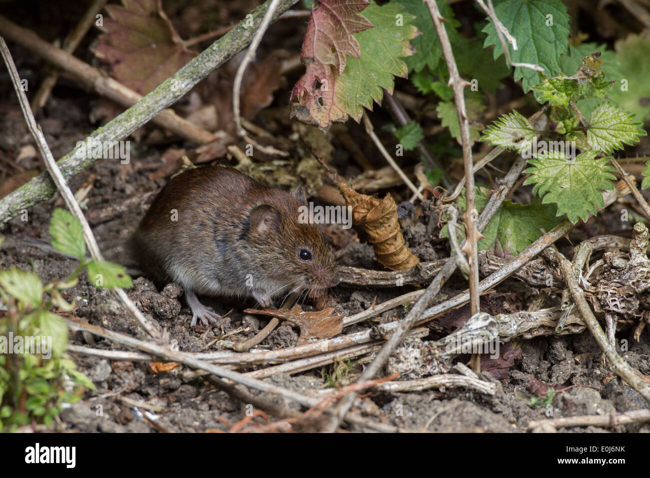 Bank Vole watching from hedgerow cover. Stock Photo