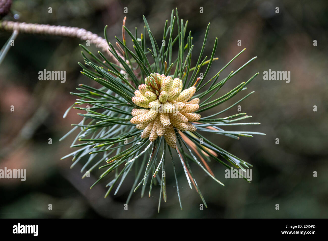 Male cones and leaf of Shore or Beach Pine, Pinus contorta Stock Photo