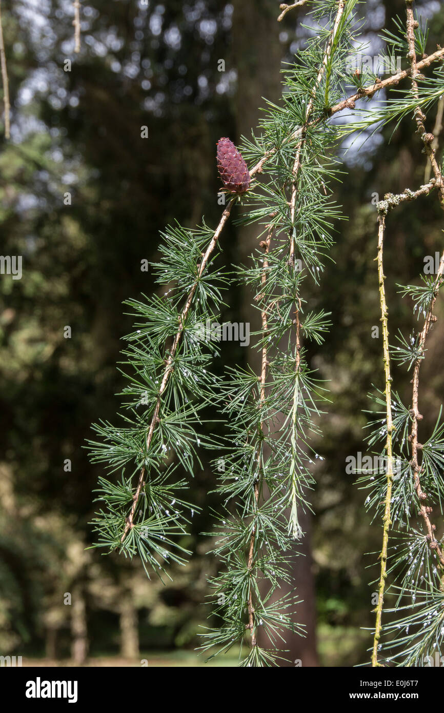 Common Larch with young cone. Stock Photo