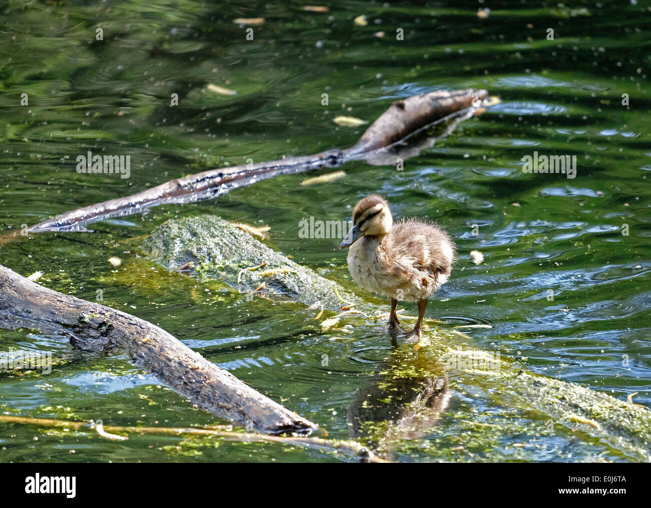 Mallard duckling resting on log in water Stock Photo