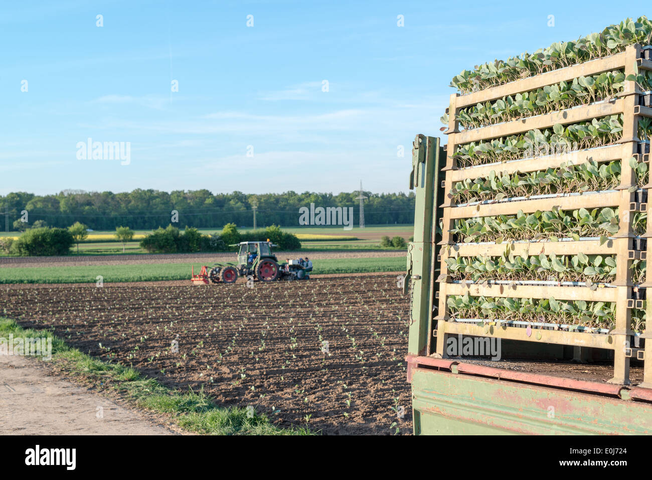 Agriculture - tractor sowing salad Stock Photo