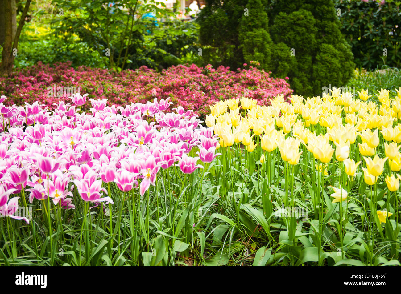 Holland , Netherlands , Keukenhof , flower bed tulip tulips red yellow blue purple mauve white pink orange bloom blooms flowers Stock Photo