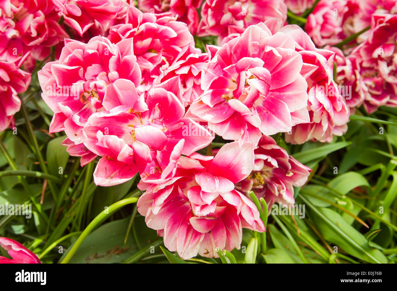 Holland , Netherlands , Keukenhof , flower bed tulip tulips red white pink bloom blooms flowers Stock Photo