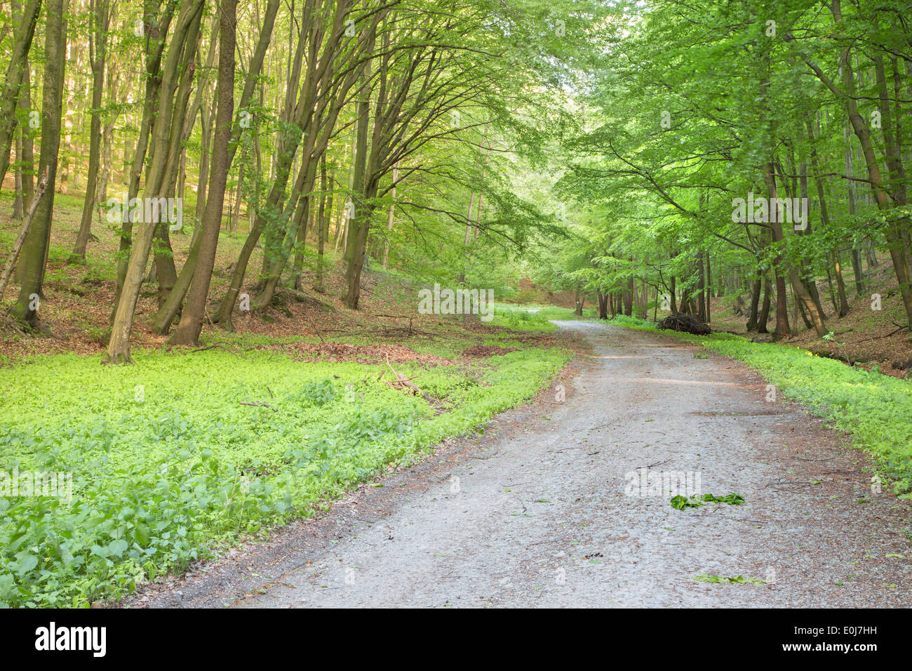 way in spring forest in Little Carpathian Stock Photo