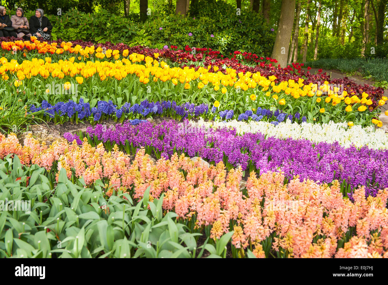 Holland , Netherlands , Keukenhof , flower bed of tulip tulips Stock