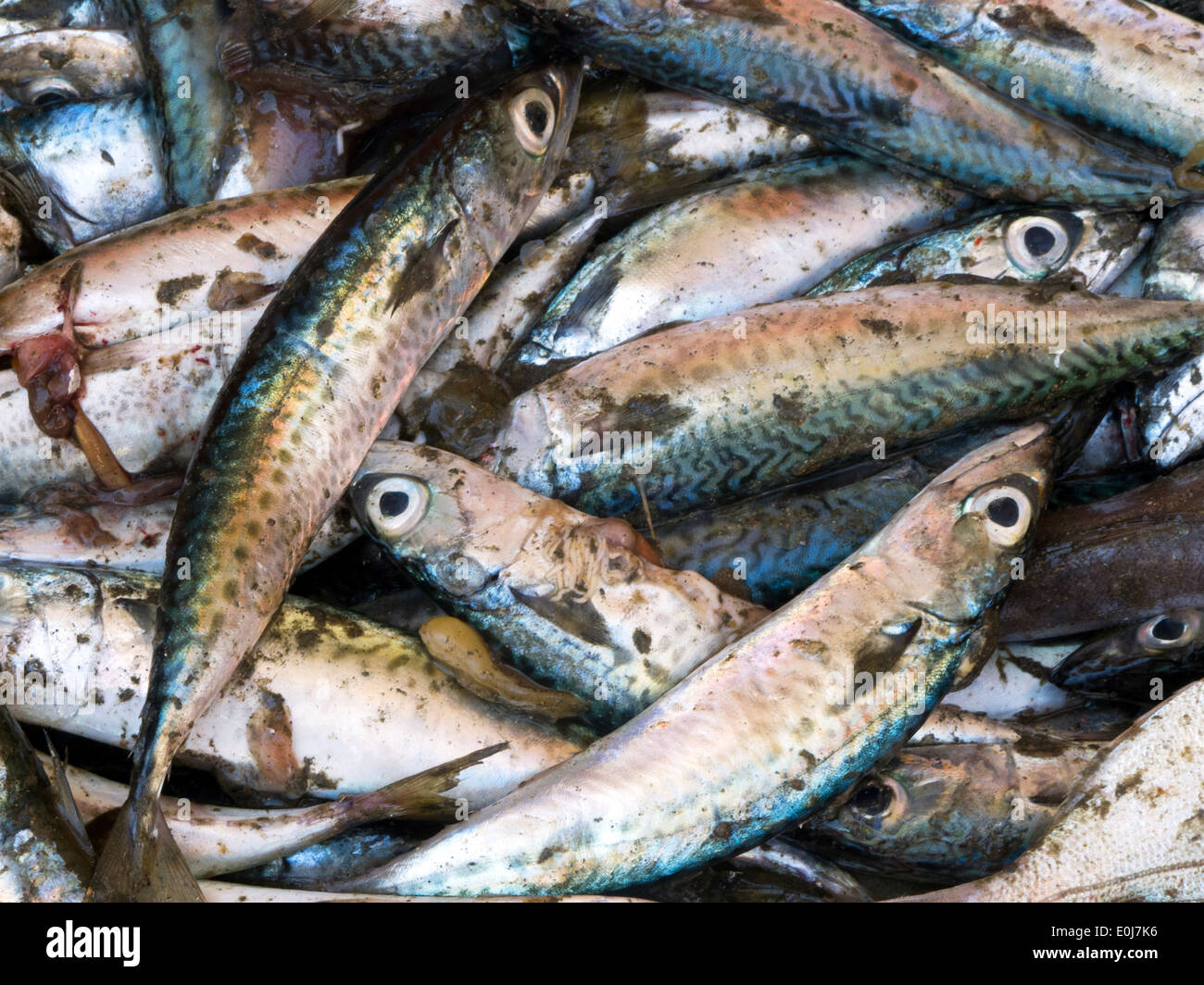 Makel Fish Pelagic fish hi-res stock photography and images - Alamy