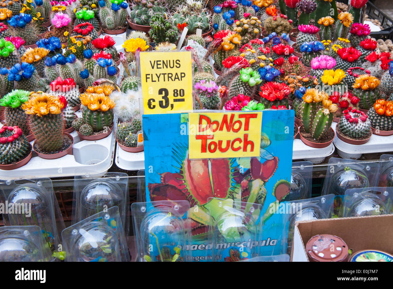 Holland , Netherlands , Amsterdam city , flower market shop colorful