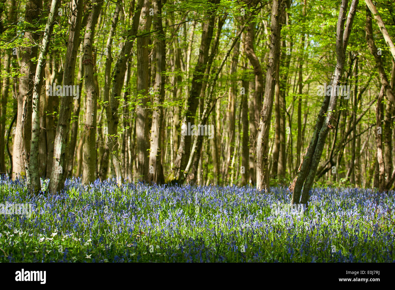 South East England , Kent , Woodlands , spring trees flowers , flora