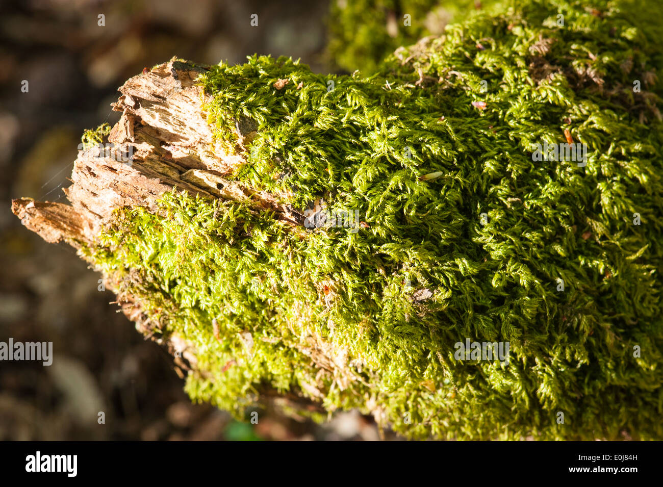 Decayed Trese South East England , Kent , Woodlands , spring trees flowers , flora ...