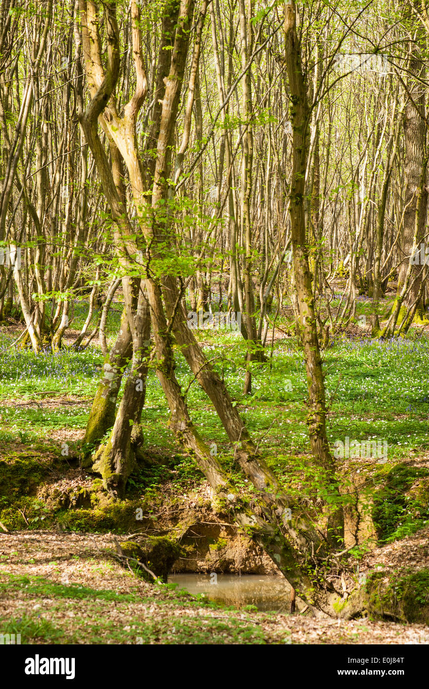 South East England , Kent , Woodlands , spring trees flowers , flora , forest scene bluebells wild wood anemonies nemorosa Stock Photo