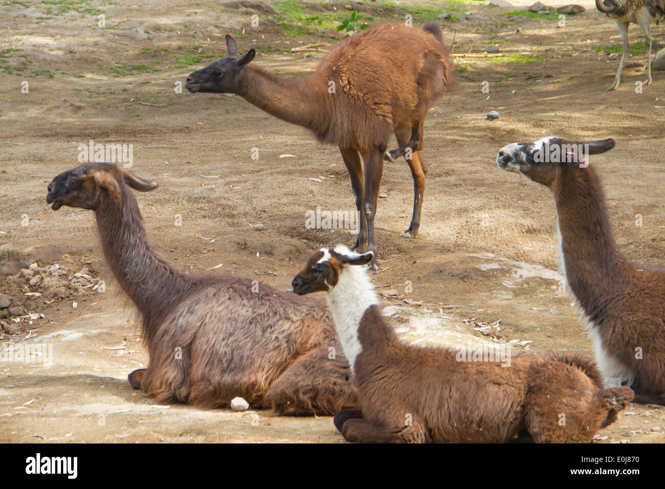Llamas at the zoo of Guadalajara, Jalisco, Mexico. Stock Photo