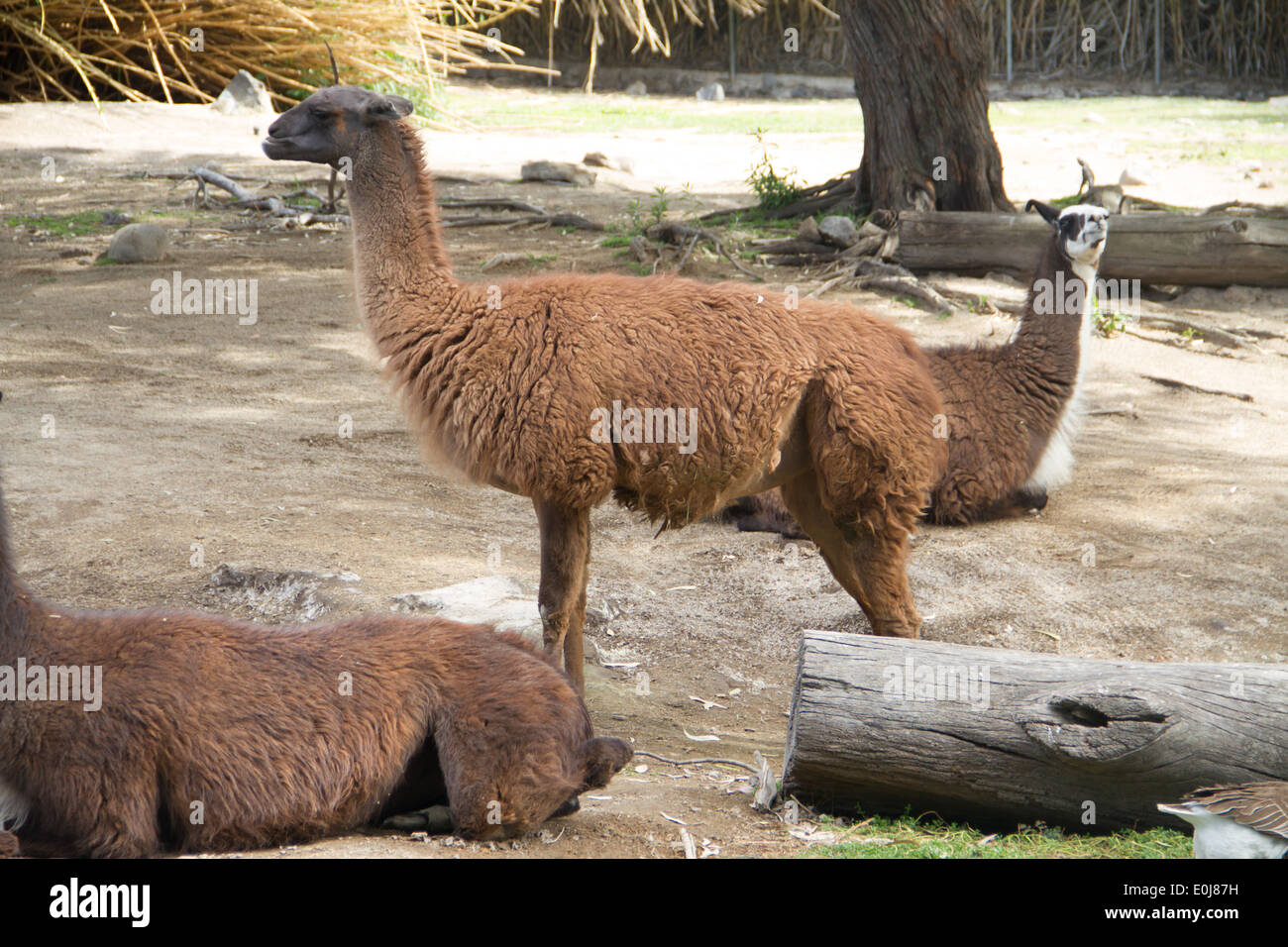 Llamas at the zoo of Guadalajara. Stock Photo