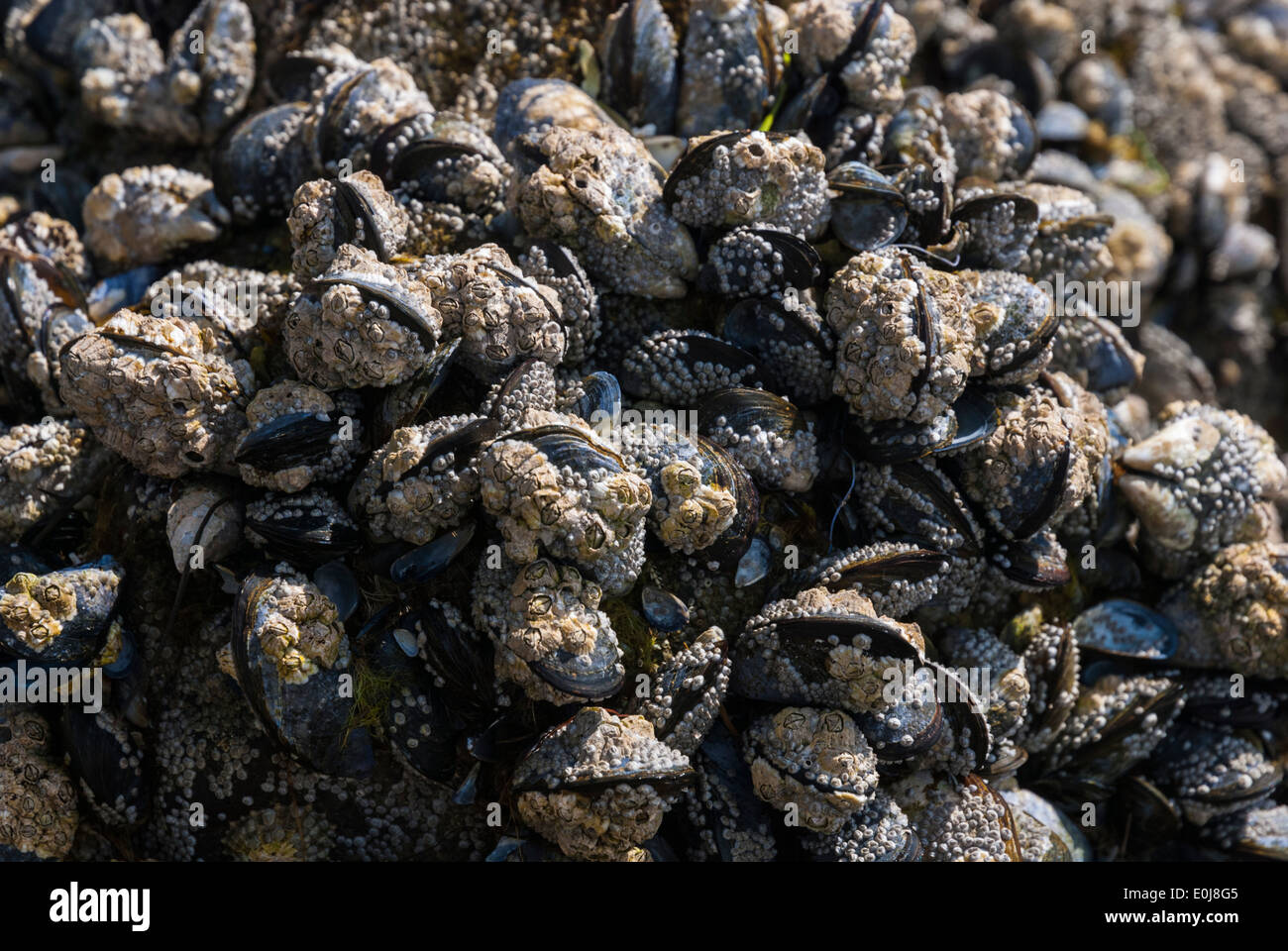 Mussels and Barnacles fighting for space Stock Photo