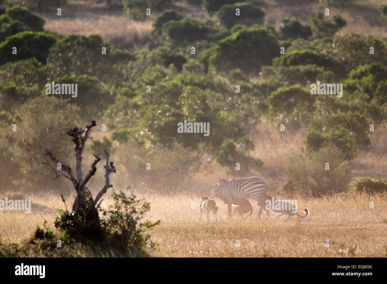 Cheetahs attacking zebra, Masai Mara, Kenya (Acinonyx jubatus), (Equus quagga) Stock Photo