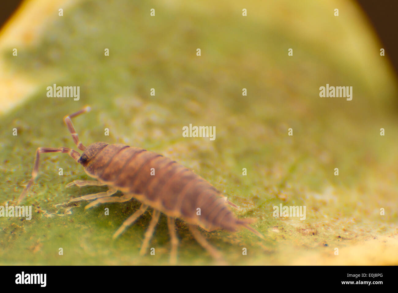 Cheesy bug hires stock photography and images Alamy