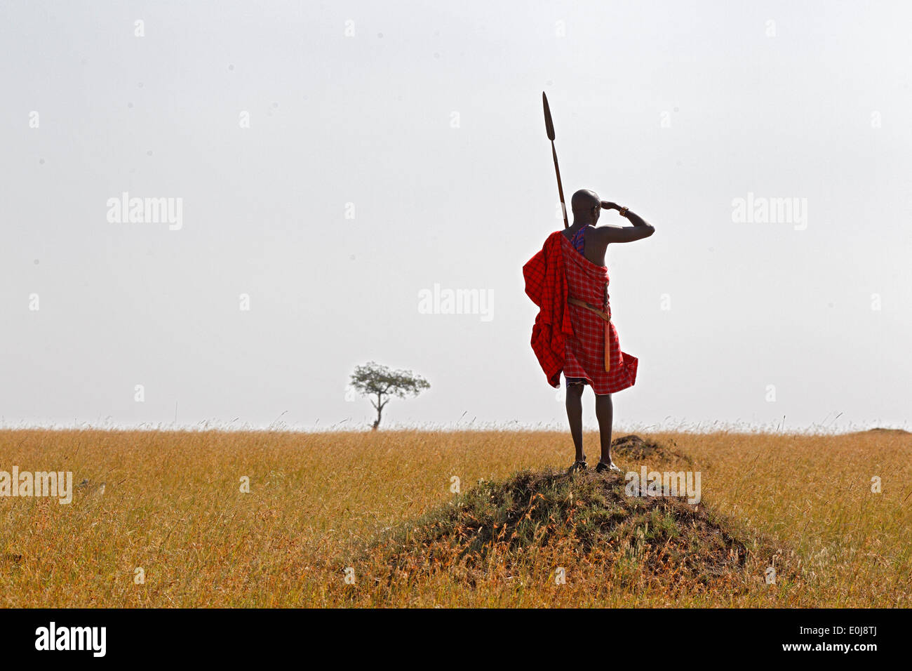 Masai guard on the savannah, Masai Mara, Kenya Stock Photo