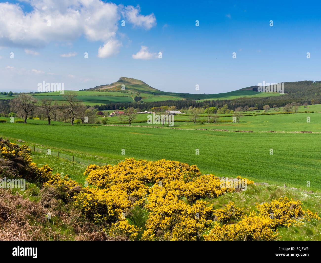 Roseberry Topping Spring Roseberry Topping in the Cleveland Hills viewed from Gribdale on a ...