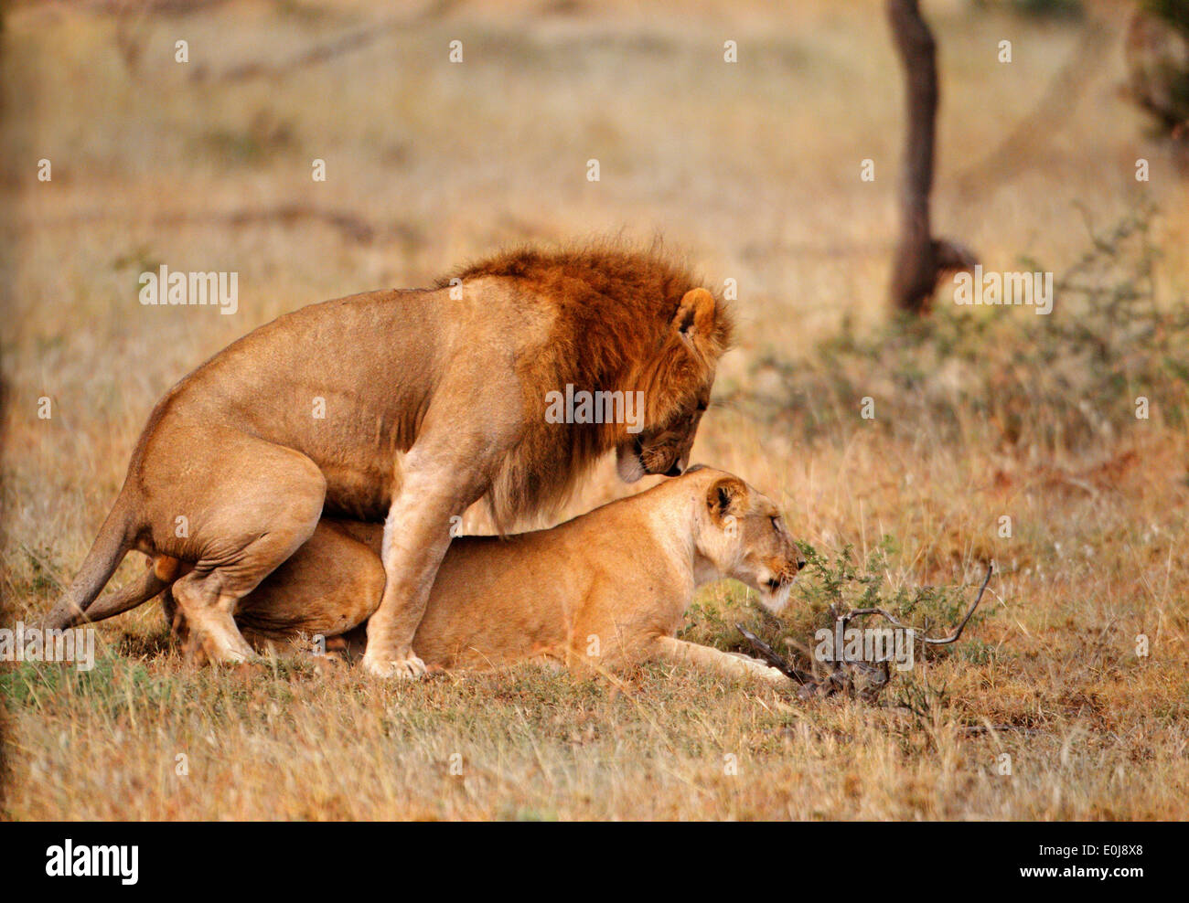 Lion couple mating, Mara Naboisho, Kenya (Panthera leo) Stock Photo