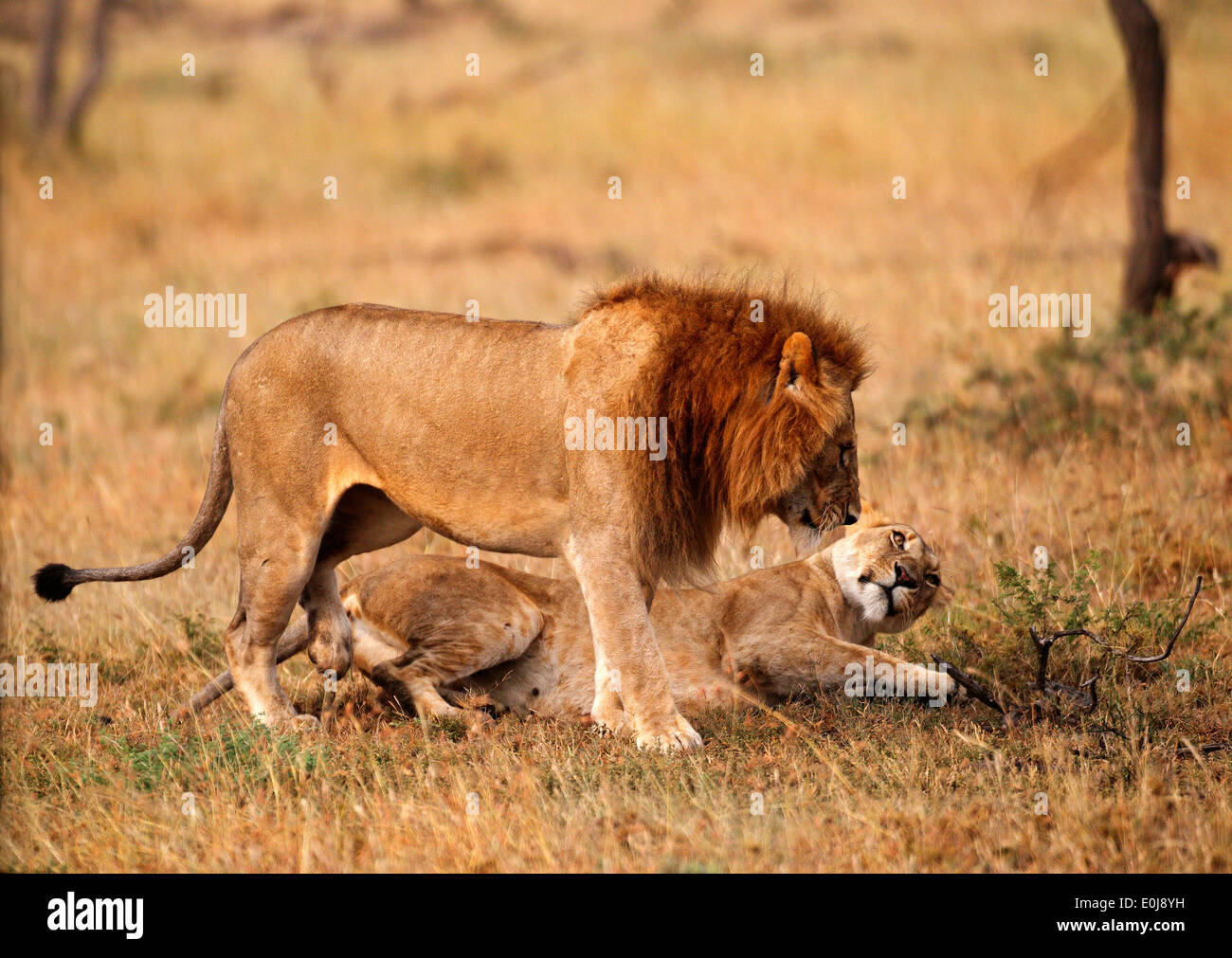 Lion couple mating, Mara Naboisho, Kenya (Panthera leo) Stock Photo