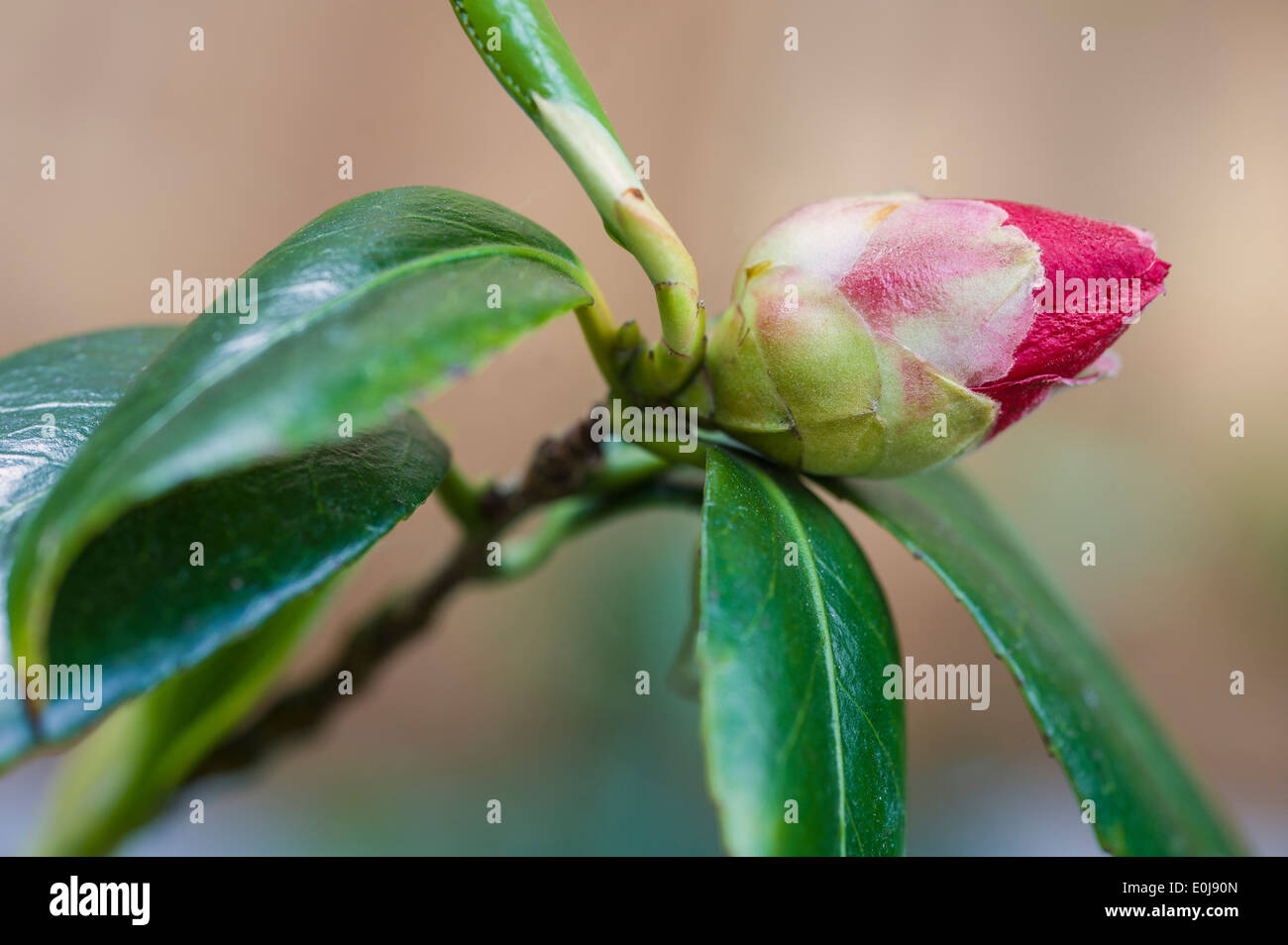 Camellia japonica Adolphe Audusson. Common Camellia. Stock Photo