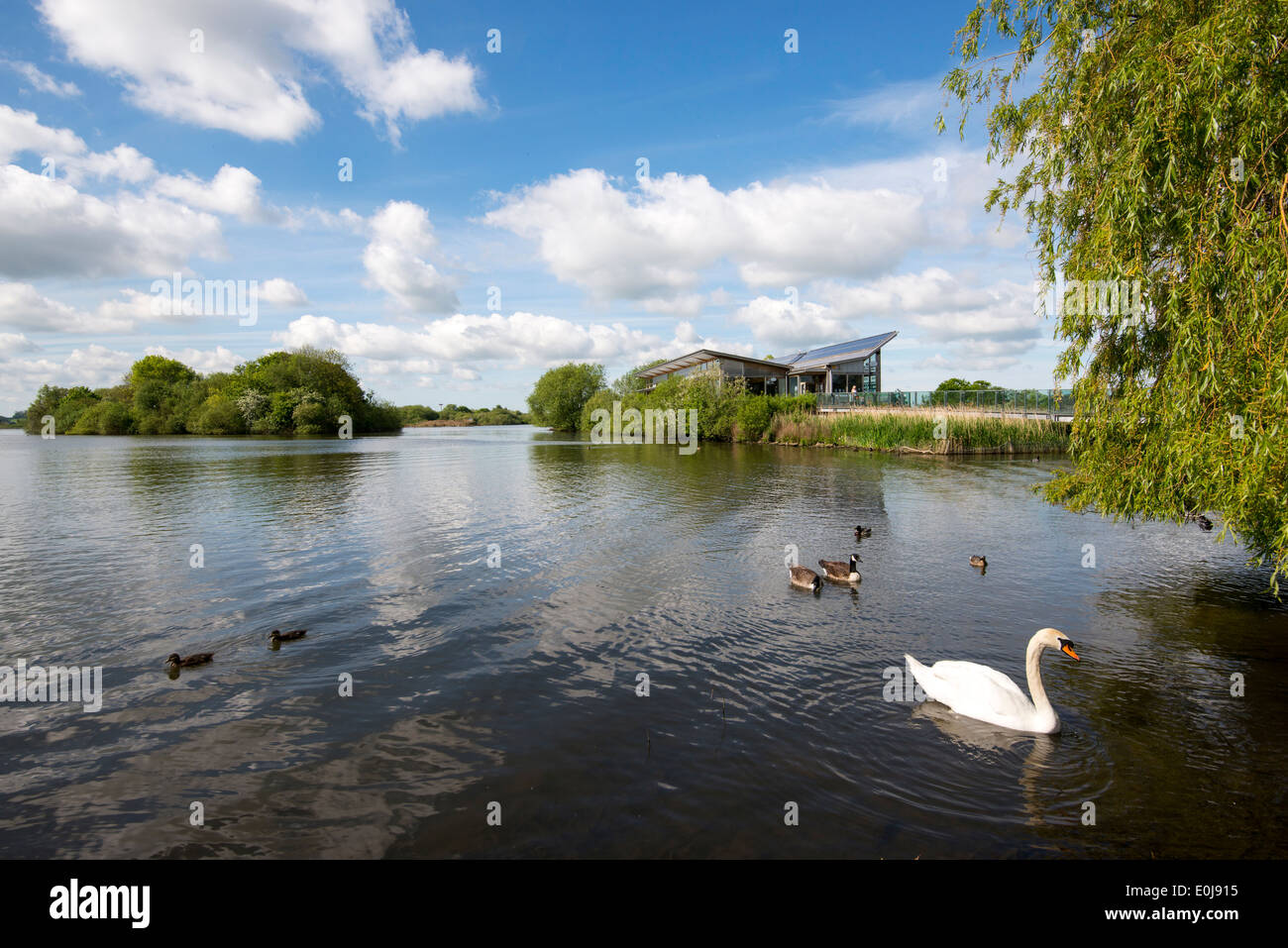 Attenborough Nature Reserve Bird Hi res Stock Photography And Images attenborough-nature-reserve-bird-hi-res-stock-photography-and-images