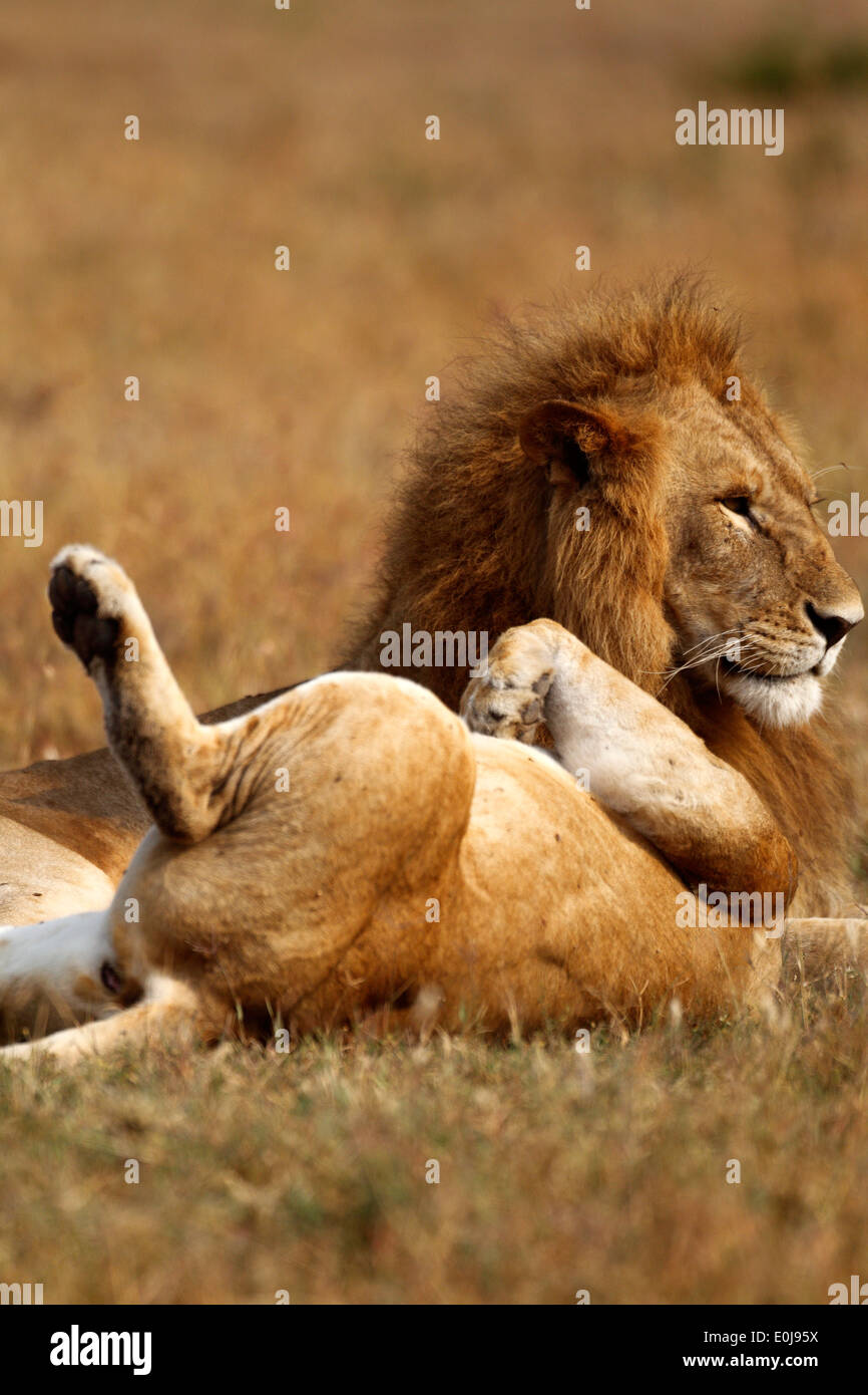 Lion couple resting between mating, Mara Naboisho, Kenya (Panthera leo) Stock Photo