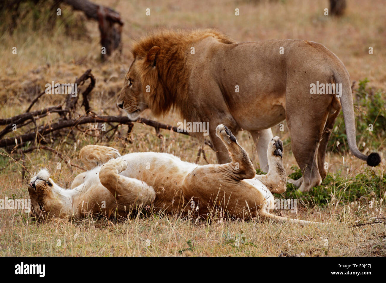 Lion couple resting between mating, Mara Naboisho, Kenya (Panthera leo) Stock Photo