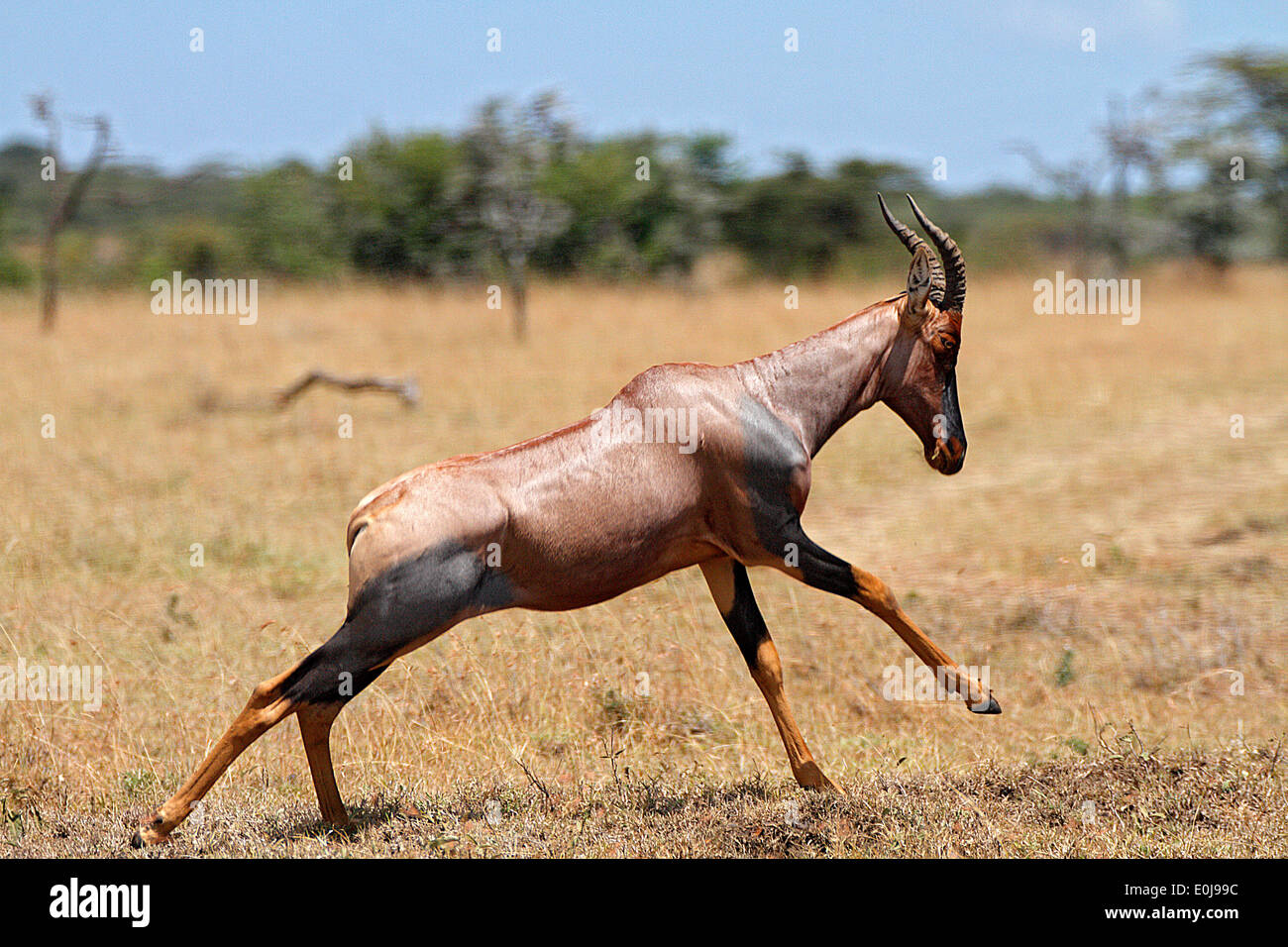 Topi running, Mara Naboisho,Kenya (Damaliscus lunatus) Stock Photo