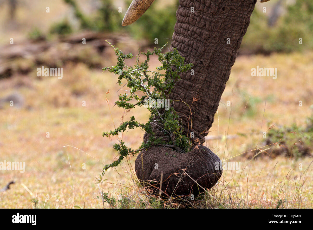 Elephant's trunk pulling up small tree, Mara Naboisho, Kenya (Loxodonta africana) Stock Photo