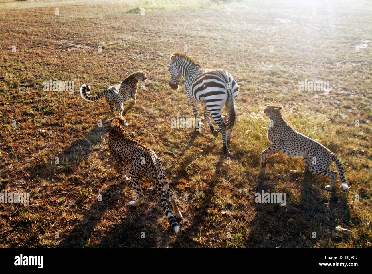 Cheetah Hunting Zebra