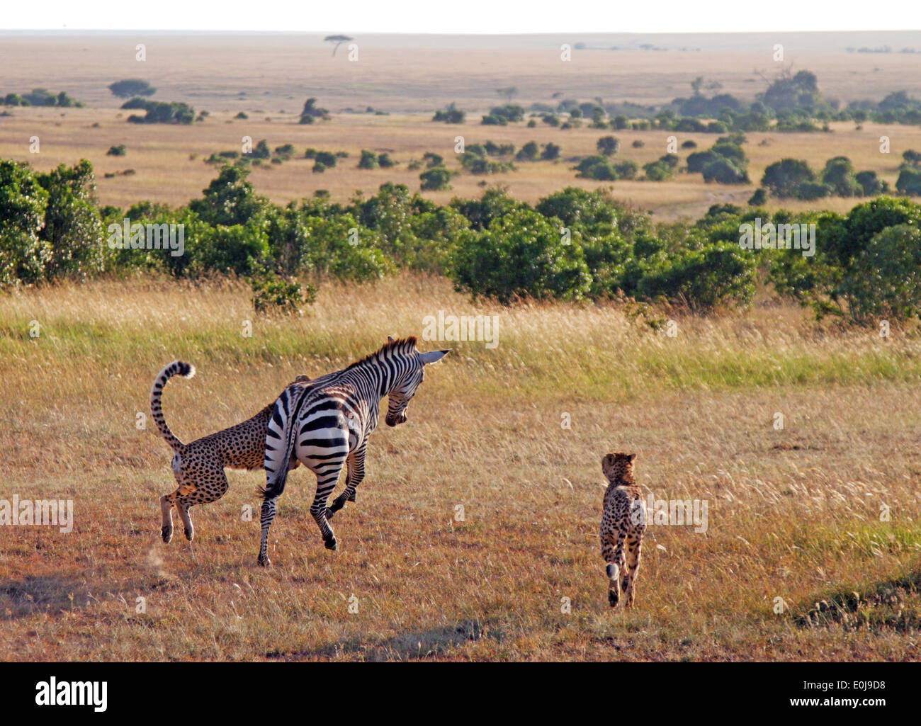 Three cheetahs hunting zebra, Masai Mara, Kenya, February, (Acinonyx jubatus) Stock Photo