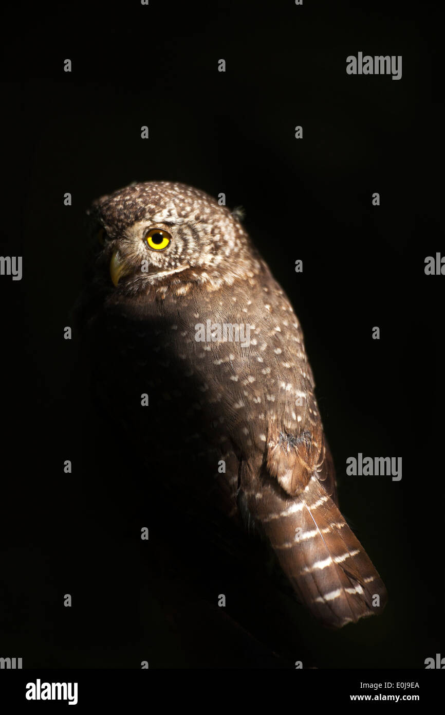 Pygmy owl, Norway, June (Glaucidium passerinum) Stock Photo