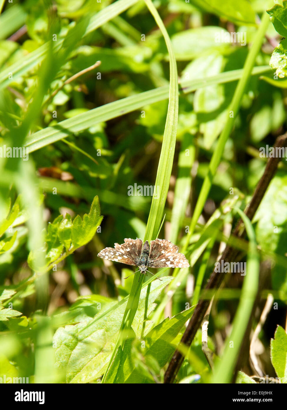 Reigate, Surrey. UK. Wednesday 14th May 2014. Flora and fauna on the North Downs. A Bordered White Day flying Moth 'Bupalus piniaria' rests in the sunshine on blade of grass at Reigate Hill, Surrey, Wednesday 14th May 2014  Credit:  Photo by Lindsay Constable /Alamy Live News Stock Photo