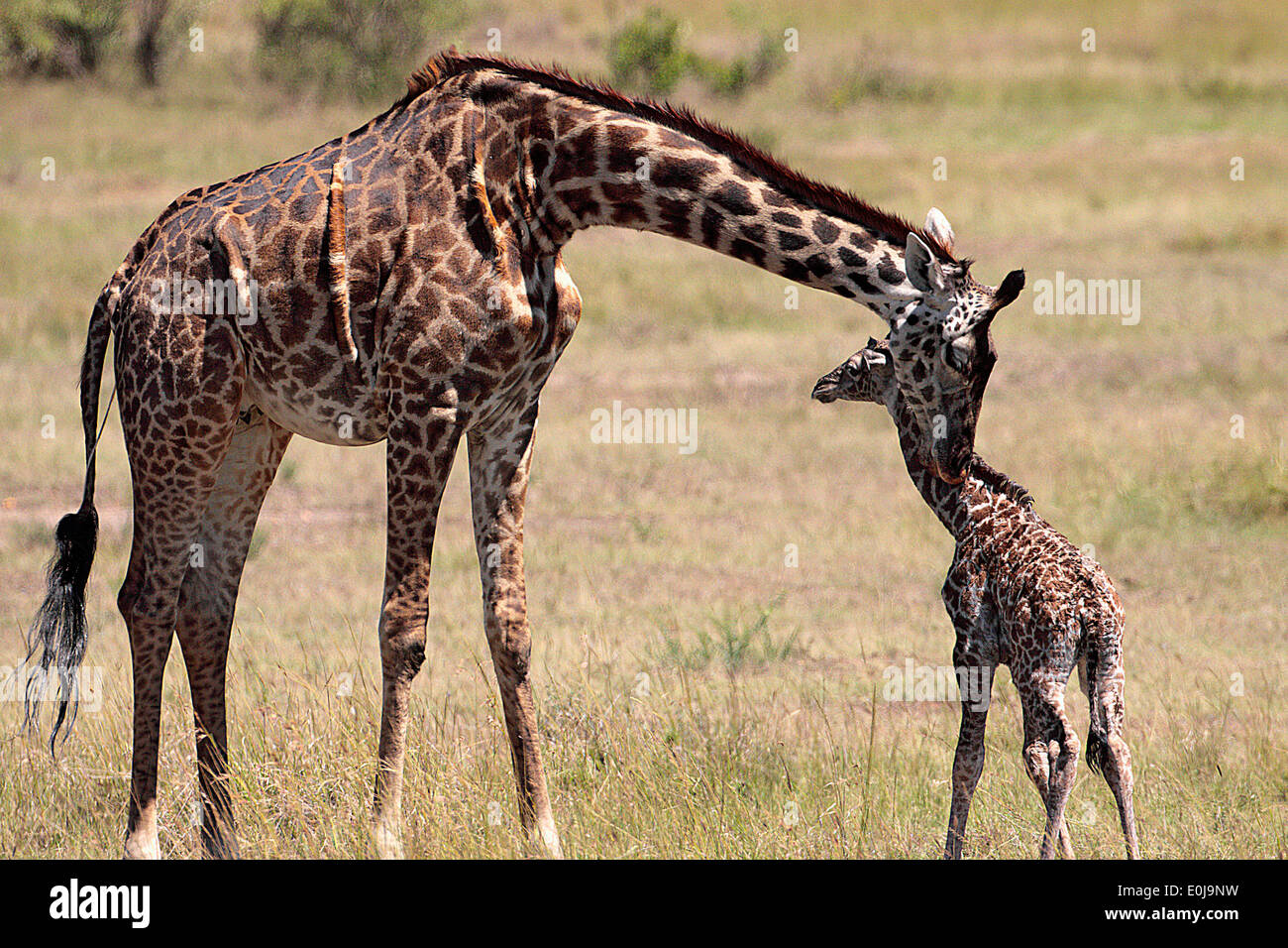 baby-masai-giraffe