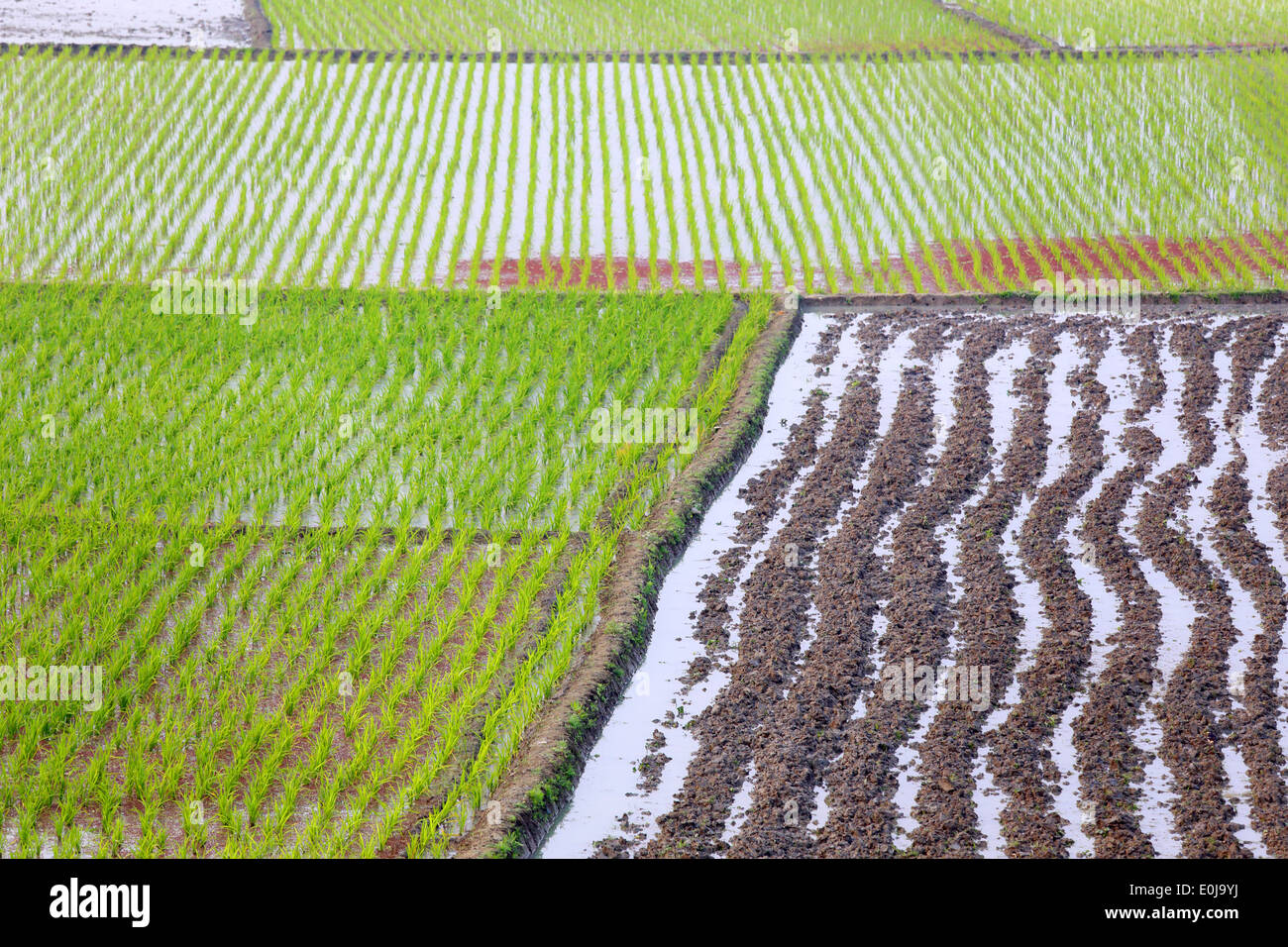 Cultivated land of Bangladesh Stock Photo