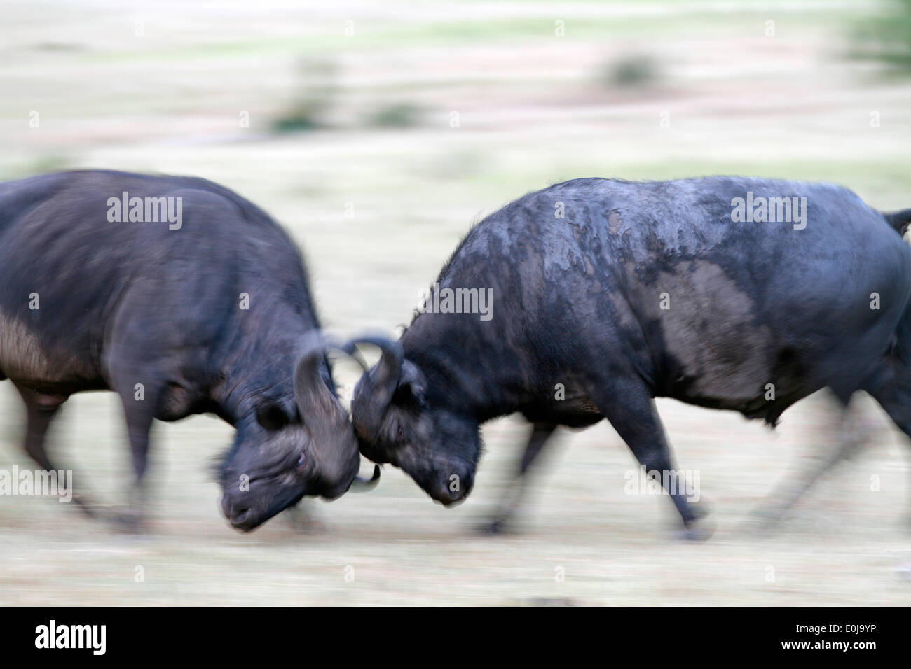 Buffalos fighting, Masai Mara, Kenya (Syncerus caffer) Stock Photo