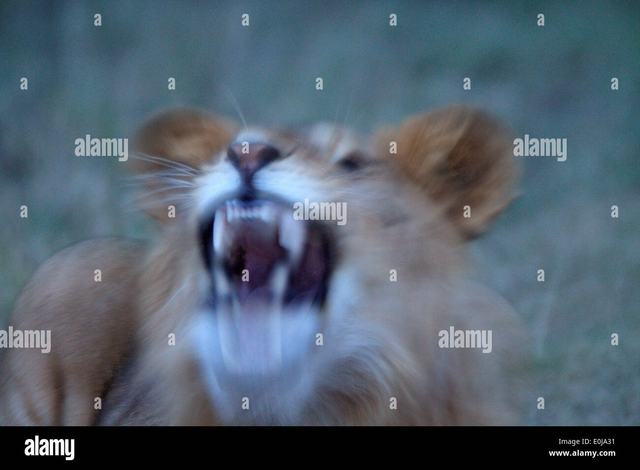 Lion roaring, Mara Naboisho, Kenya (Panthera leo) Stock Photo