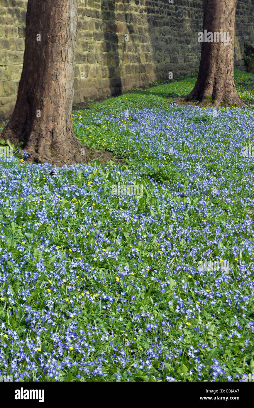 Chionodoxa luciliae or Lucile's Glory-of-the-snow flowers. Stock Photo