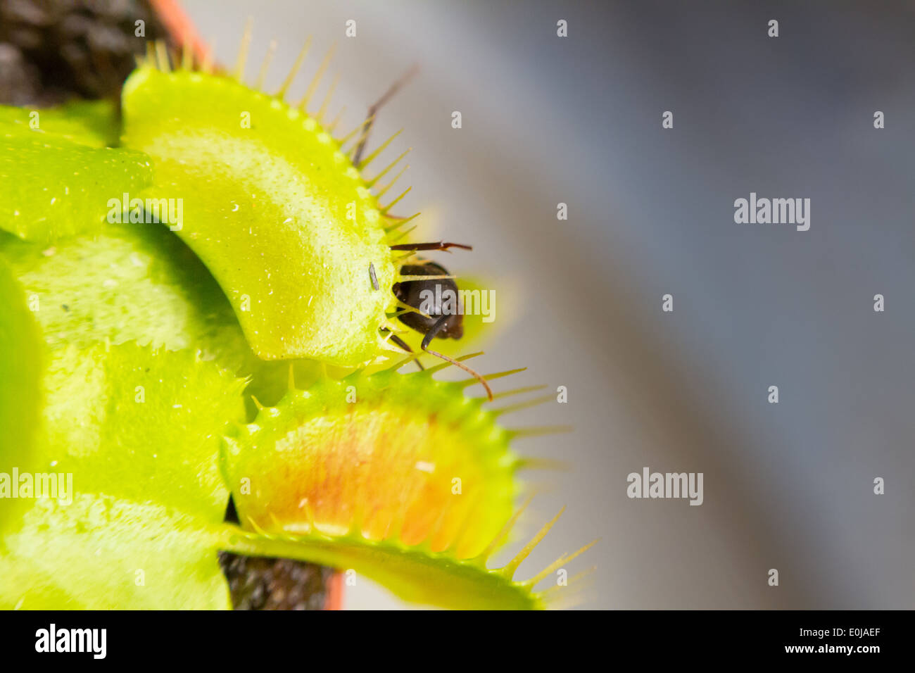 Venus fly trap eating an ant Stock Photo Alamy