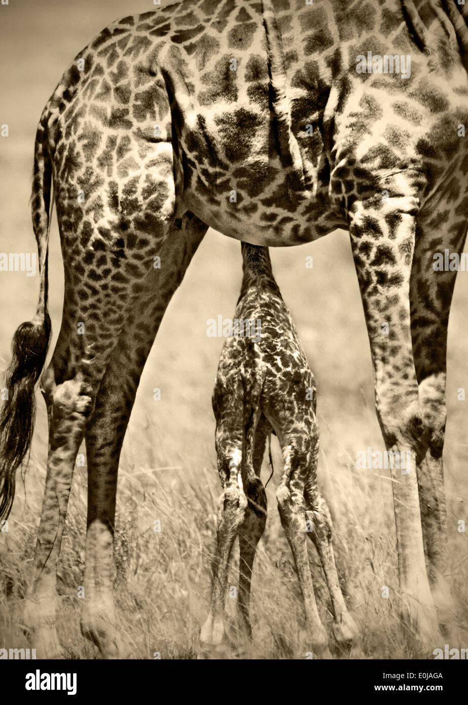 Giraffe with newborn baby, Masai Mara, Kenya, February (Giraffa camelopardalis) Stock Photo