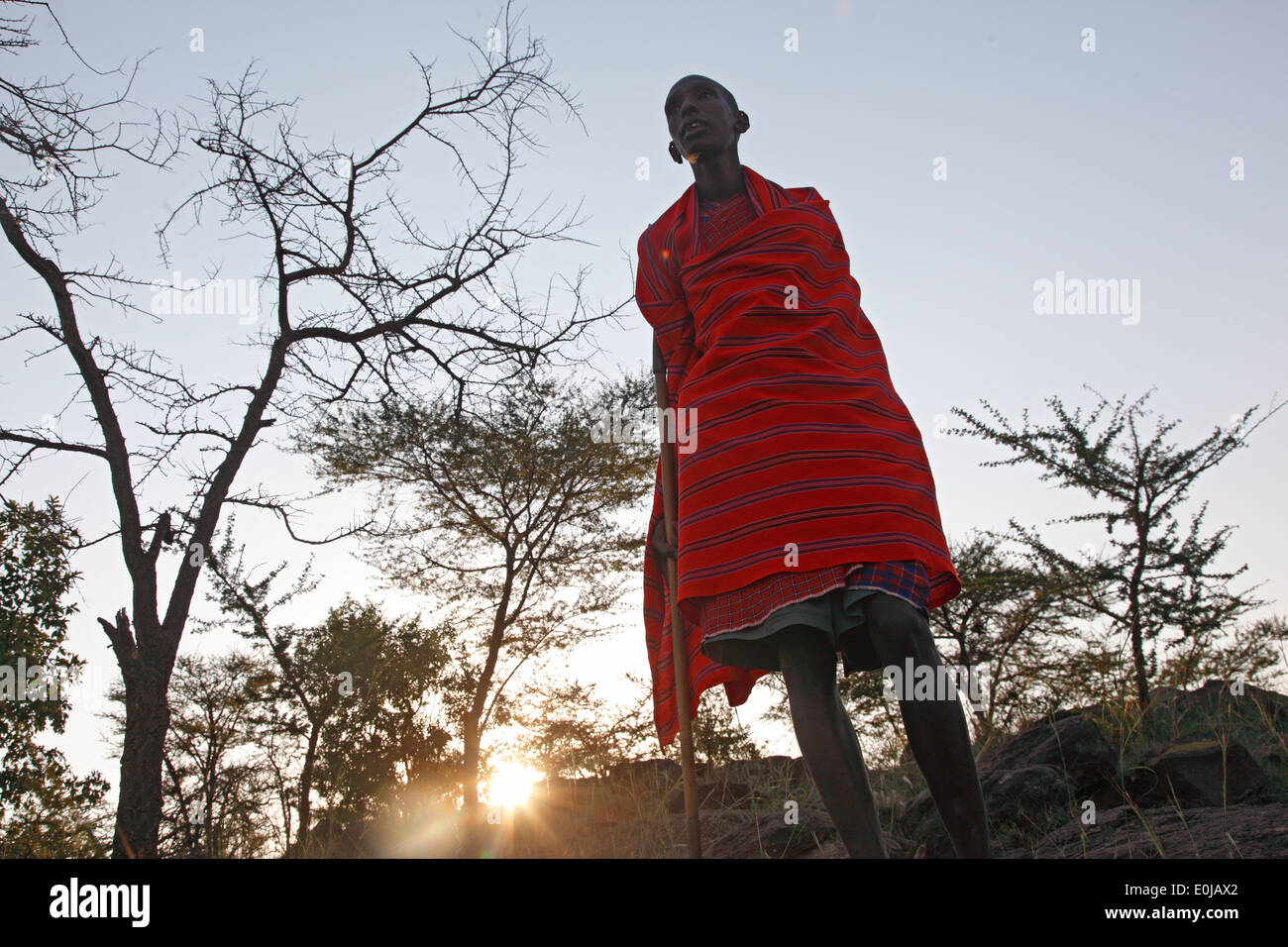 Masai guard walking safari at sunrise, Masai Mara, Kenya Stock Photo