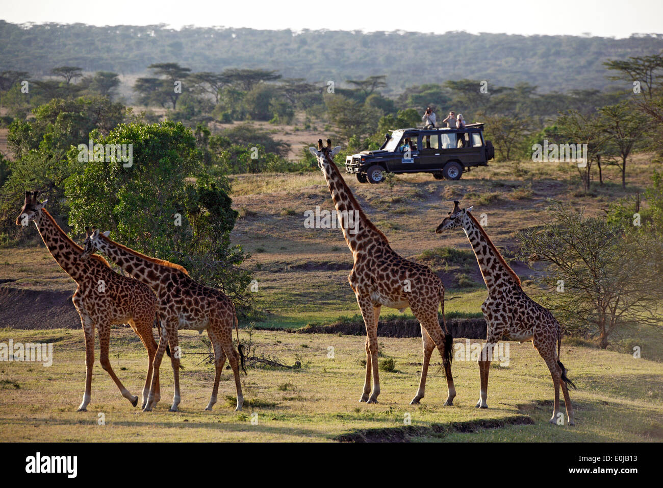 Giraffes and safari jeep, Mara Naboisho, Kenya, (Giraffa camelopardalis) Stock Photo