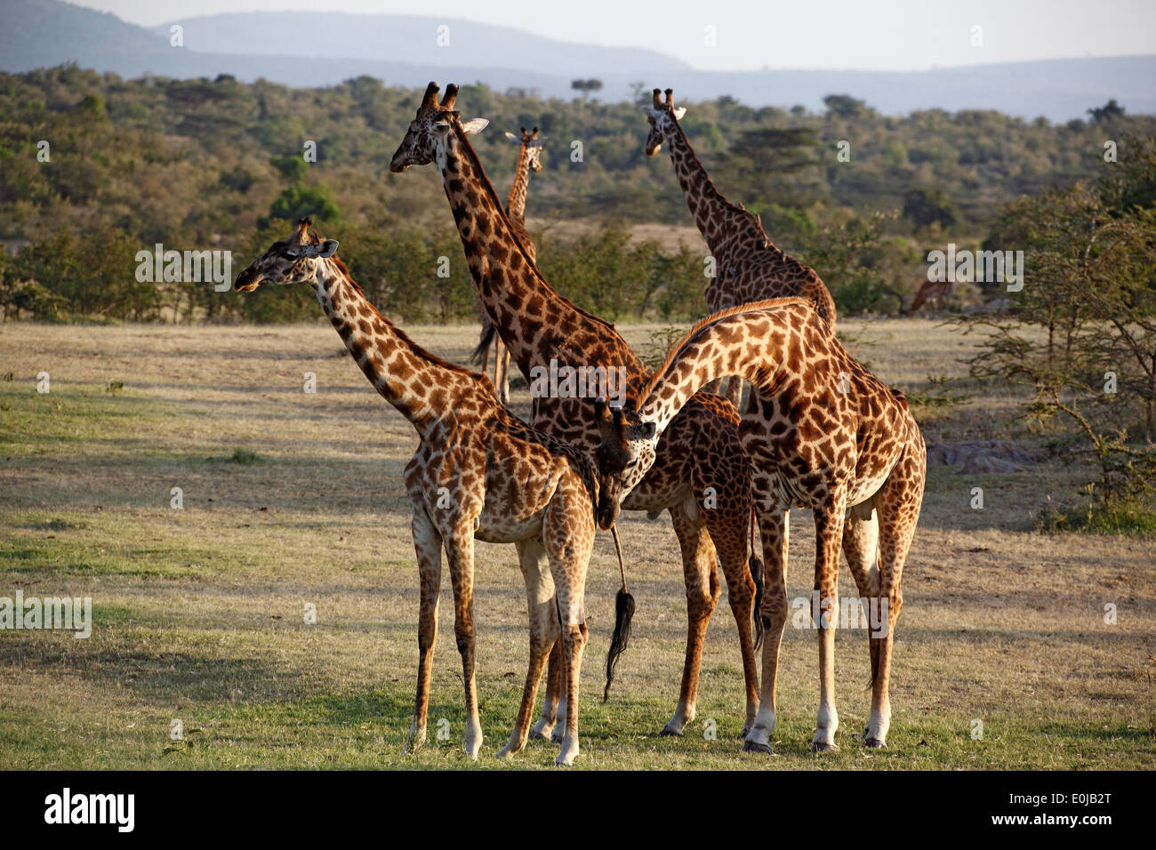 Giraffes, Mara Naboisho, Kenya, (Giraffa camelopardalis) Stock Photo