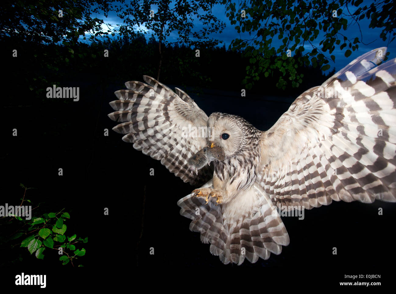 Ural owl in flight with mouse, Sweden, May (Strix uralensis) Stock Photo