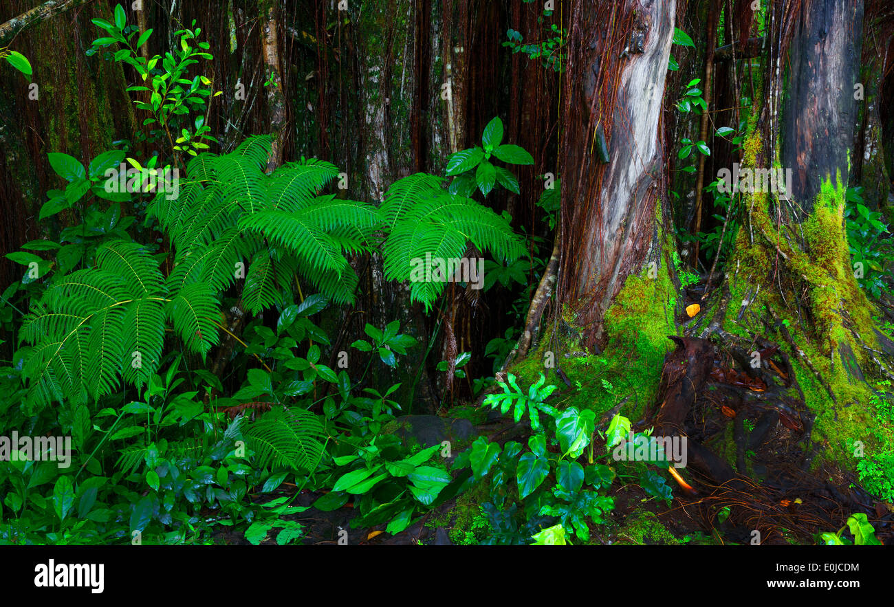 Jungle lush foliage in Akaka Falls Park on the Big Island, Hawaii Stock Photo
